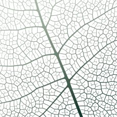 leaf 1